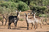 Waterbuck Female and Youngsters