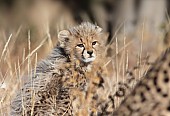 Baby Cheetah Cub