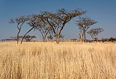 Acacia Tree