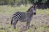 Zebra Standing Side-on