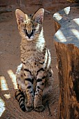 Serval Kitten Looking at Camera