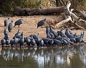 Guineafowls at waterhole