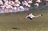 Lesser Flamingo About to Land