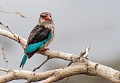 Brown-hooded Kingfisher Reference Image