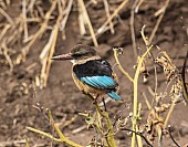 Brown-hooded Kingfisher in Dry River