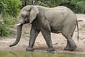 Elephant About to Drink