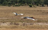 Saddle-billed Stork