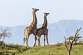 Young Male Giraffes