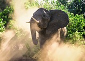 Elephant Female Stirring up Dust