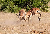 Impala Rams Locking Horns