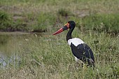 Saddle-billed Stork