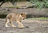 Lion Cub with Big Paws