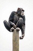 Captive Chimpanzee