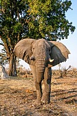 Elephant Bull, Front-on View