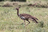 Kori Bustard