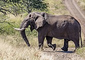 African Elephant Bull