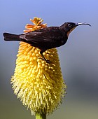 Amethyst Sunbird on Red Hot Poker