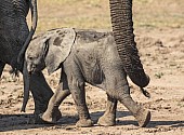 Elephant Baby