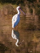 African Spoonbill with Reflection