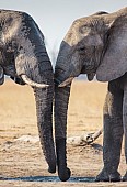 Elephant Pair Drinking Together