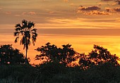 Palm Tree at Sunset