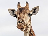 Giraffe, Kruger National Park, South Africa