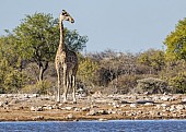 Giraffe Standing at Waterhole