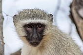 Vervet monkey wildlife reference photo