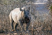 Black Rhino