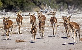 Impala Heading for Water