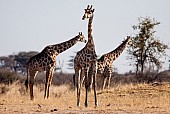 Giraffe Trio