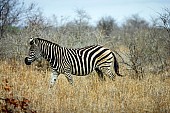 Zebra Walking, Side View
