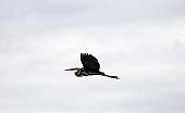 Goliath Heron in flight