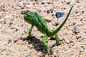 Flap-Neck Chameleon Looking Backwards