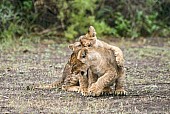 Lion Cub Practising Attack Skills