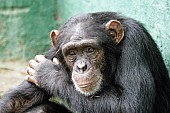 Captive Chimpanzee