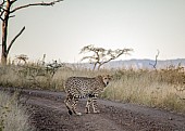 Male Cheetah at Dusk