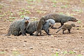Banded Mongoose Family