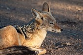 Black-backed Jackal Resting in Shade