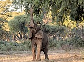 African Elephant with Trunk Extended