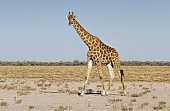 Giraffe Walking on Grassy Plains