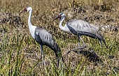 Wattled Crane Pair