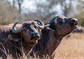 Pair of Buffalo Cows, Close-up
