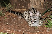 Small-spotted Genet