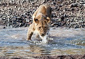 Sub-adult Lion Stepping into Shallow Stream