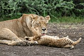 Affectionate Lioness Nurturing Cub