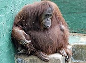 Captive Orangutan