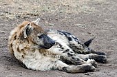 Spotted Hyena