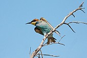 European Bee-eater, View of Underside