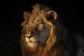 Lion Portrait at Night